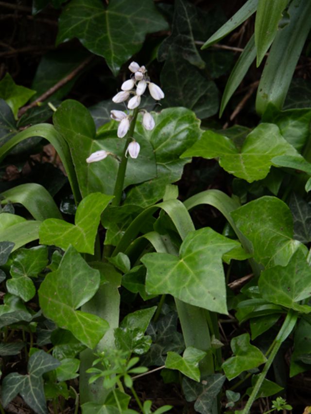 Cephalanthera damasonium?  No, Hyacinthoides sp. (Asparagaceae)